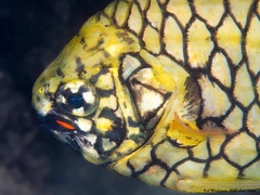 Cleidopus gloriamaris