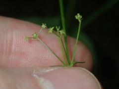 Galium leiocarpum