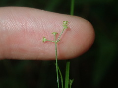 Galium leiocarpum