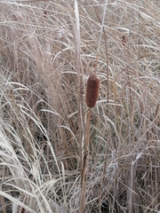 Typha laxmannii