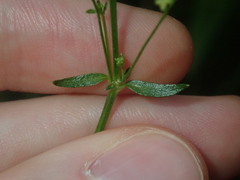 Galium leiocarpum