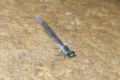 Pseudagrion draconis