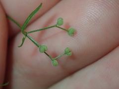 Galium leiocarpum