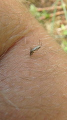 Aedes trivittatus