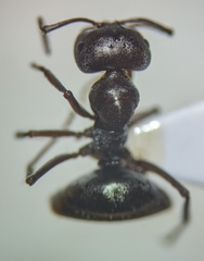 Melophorus