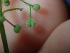 Galium leiocarpum