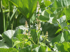 Stachys kuntzei