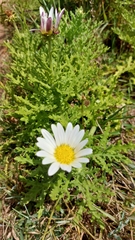 Arctotis aspera aspera