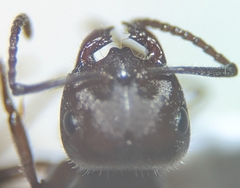 Melophorus