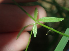 Galium leiocarpum