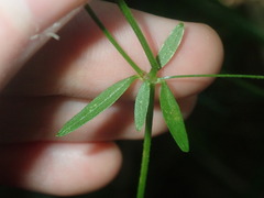 Galium leiocarpum