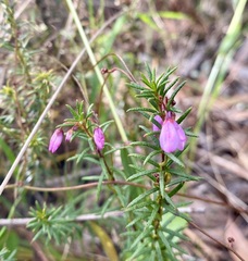 Tetratheca ericifolia