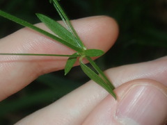 Galium leiocarpum