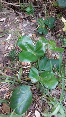Cussonia thyrsiflora