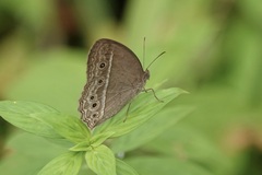 Mycalesis perseoides