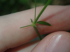 Galium leiocarpum