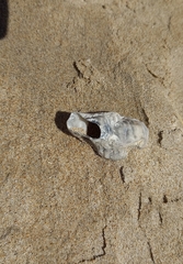 Striostrea margaritacea