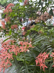 Ixora coccinea