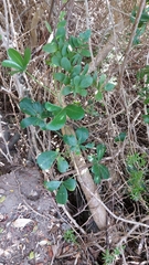 Cussonia thyrsiflora