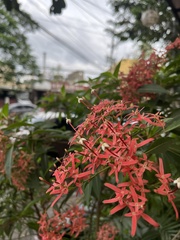 Ixora coccinea