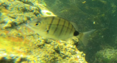 Diplodus