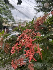 Ixora coccinea