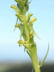 Satyrium parviflorum