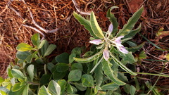 Solanum elaeagnifolium