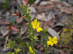 Hibbertia