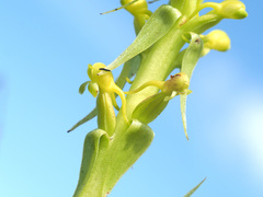Satyrium parviflorum