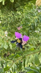 Xylocopa pubescens