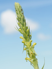 Satyrium parviflorum