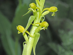 Satyrium parviflorum