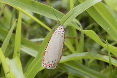 Utetheisa ornatrix