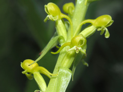 Satyrium parviflorum