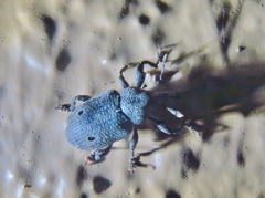 Heilus bioculatus