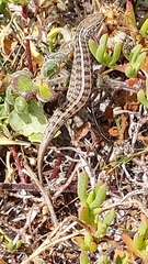 Trachylepis capensis