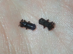 Octotoma scabripennis