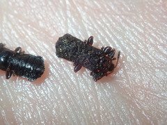 Octotoma scabripennis