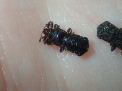 Octotoma scabripennis