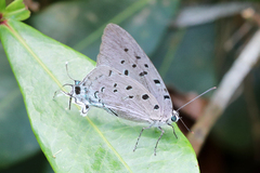 Pseudolycaena damo