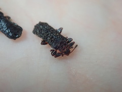 Octotoma scabripennis