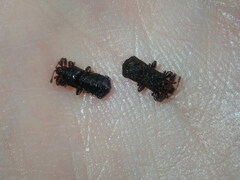 Octotoma scabripennis