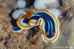 Chromodoris