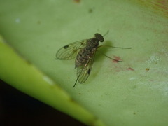 Chrysopilus