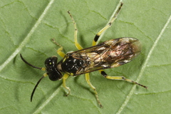 Tenthredo zonula
