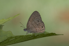 Satyrinae