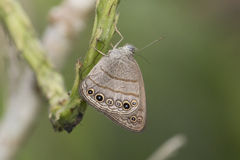 Hermeuptychia hermes