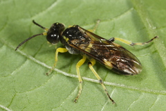 Tenthredo zonula