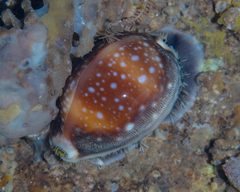 Lyncina vitellus